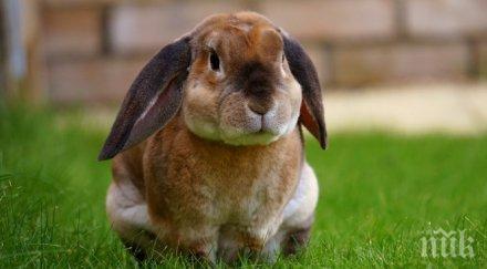 заек беглец размерите куче подпали социалните мрежи видео