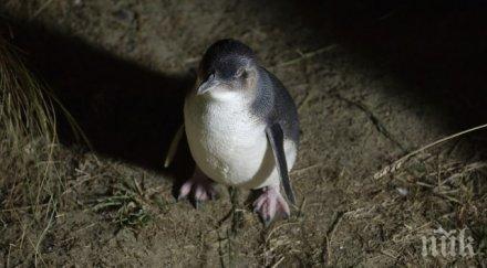 откраднаха три малки сини пингвинчета нова зеландия