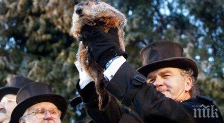 интересни факти случай деня мармота