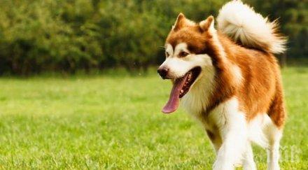 хит мрежата авиокомпания качи огромно куче самолета история трогне видео