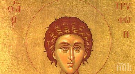 голям празник трифоновден почитаме обичан светия покровител лозарите винарите