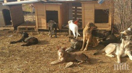 доброволци грижат 150 кучета спасителен център еремия