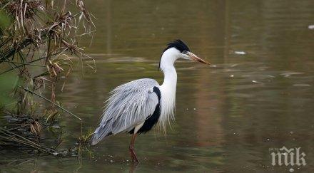 отбелязваме деня влажните зони