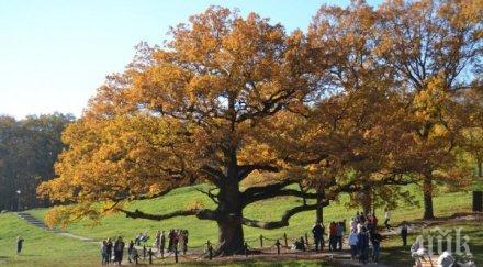 февруари избираме европейско дърво годината 2019