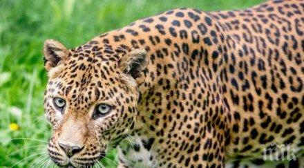 леопард рани четирима жилищен квартал