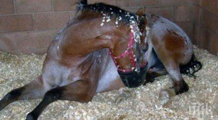 убиха кон заради инфекциозна анемия