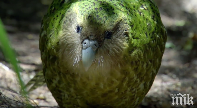 Рядък папагал се излюпи в Нова Зеландия
