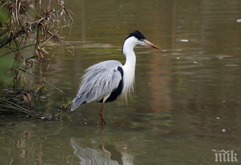 Отбелязваме Деня на влажните зони