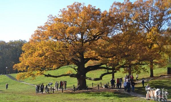 От днес до 28 февруари избираме Европейско дърво на годината 2019