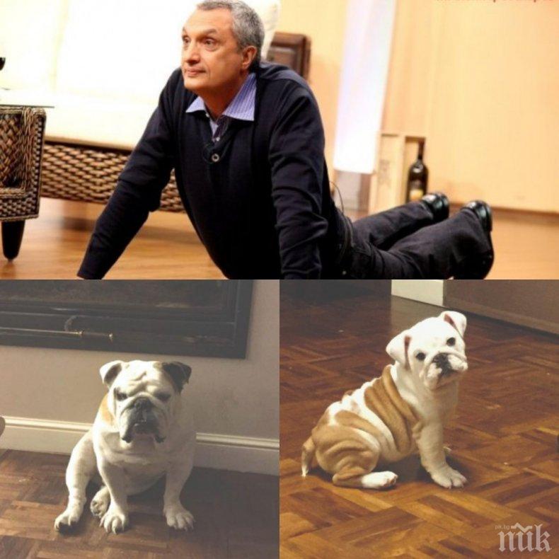 САМО В ПИК И РЕТРО: СЛЕД 8 ОБИРА: Два булдога пазят палата на Иван Костов