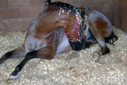 Убиха кон заради инфекциозна анемия 