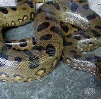 ОФИЦИАЛНО: Избягалата в Пловдив змия е жълта анаконда - полицията опроверга местни сайтове, че е хваната