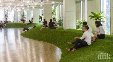 растенията офиса правят чудеса болничните намаляват