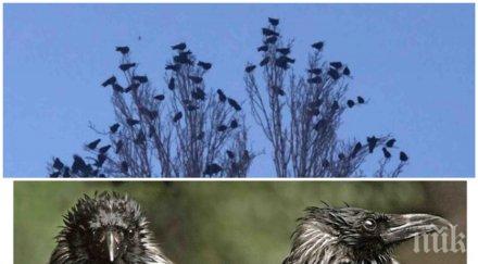 първо пик случва софия нашествие трилър хичкок смразява кръвта видео