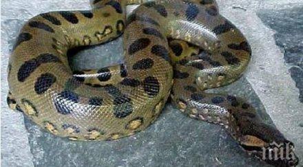 операция змия приключи намериха избягалата анаконда