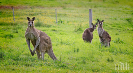 тайната падна учени установиха кенгуруто запознало подскача