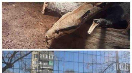 опасно змията избяга мол пловдив нападне човек
