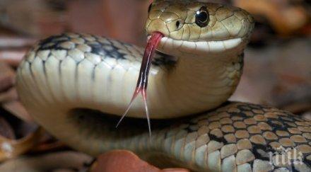 шок пловдив метрова боа шмугна окачения таван търговски център пожарникари акция