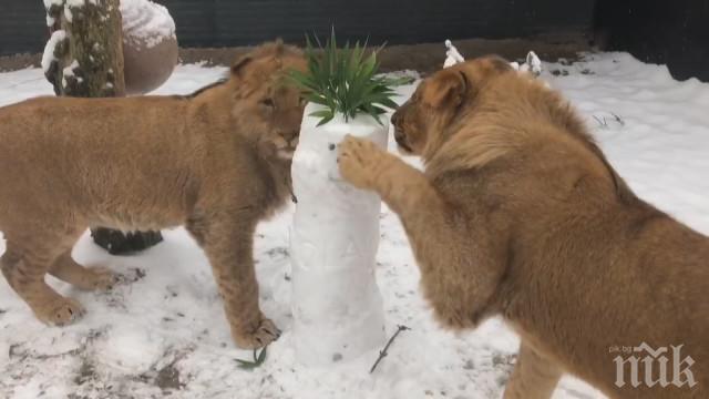 Вижте как изглеждат днес лъвчетата Терез и Масуд (ВИДЕО)