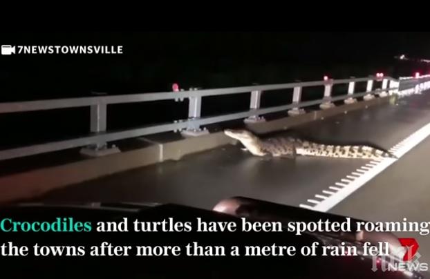 КОШМАР: Змии и крокодили плъзнаха по улиците на Австралия (ВИДЕО)