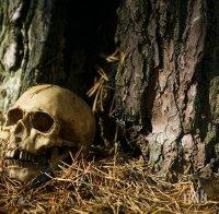 Зловеща находка в гора край Приморско: Ловци откриха човешки череп – убийство или смърт на бежанец?