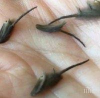 НАШЕСТВИЕ: Жена намери непознати същества в кухнята си, синът й ги смята за извънземни (ВИДЕО)