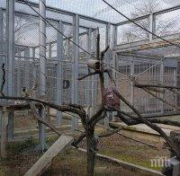 ЩЕ ГО БЪДЕ: Зоопаркът в Пловдив готов до лятото, кметът Тотев щастлив - вълкът Бисер бил жив и здрав
