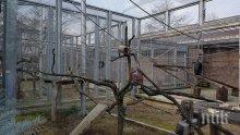 ЩЕ ГО БЪДЕ: Зоопаркът в Пловдив готов до лятото, кметът Тотев щастлив - вълкът Бисер бил жив и здрав