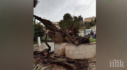 пророчество рухна дъбът авраам