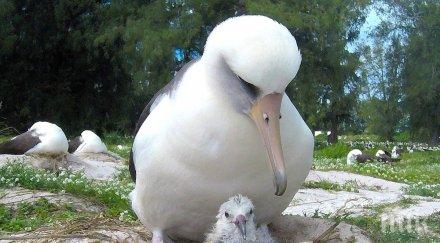 старата птица излюпи потомство години