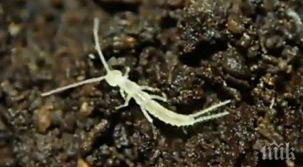 откриха примитивно насекомо ледниковата епоха