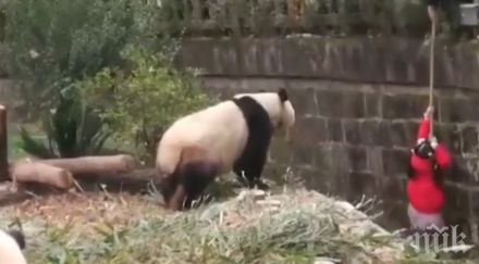 никак безобидни спасиха чудо момиченце паднало клетката панди видео