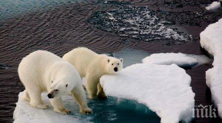 руски арктически архипелаг обяви извънредно положение заради агресивни бели мечки
