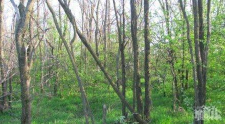 варненските горски написаха акта