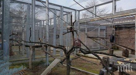 зоопаркът пловдив готов лятото кметът тотев щастлив вълкът бисер бил жив здрав