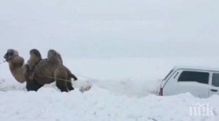 види русия камила дърпа лада снега видео