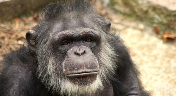 НЕ Е ВИЦ: Шимпанзета си построиха стълба и офейкаха от клетка в зоопарк (ВИДЕО)