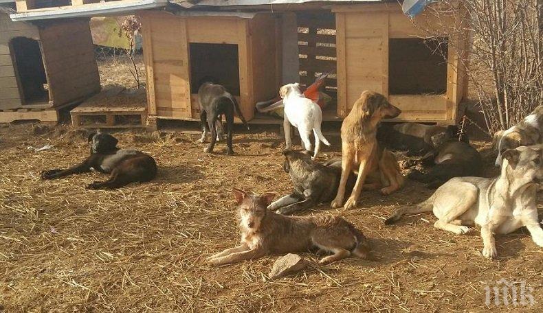 Спешни мерки срещу бездомните кучета в Балчик