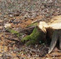 Сгащиха горски да сече наред в гората над Боровец