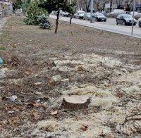 Пловдивчани на нокти заради санитарна сеч на централен булевард