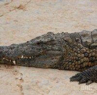 Крокодил уби мъж пред очите на племенника му