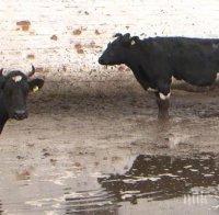 Европа харчи 20 на сто от бюджета си за животни