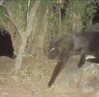 Най-редкият хищник на планетата се появи в Индия