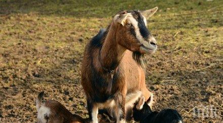 въоръжени гардове пазят козички
