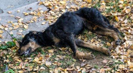 едно куче открито детска градина кюстендилско отровените вече