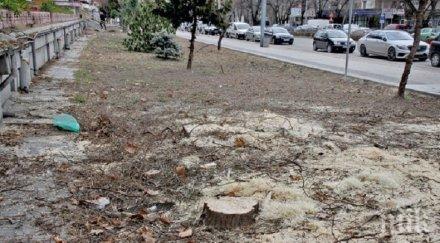 пловдивчани нокти заради санитарна сеч централен булевард