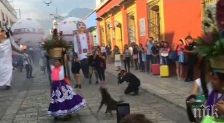 бездомно куче открадна шоу време фестивал мексико