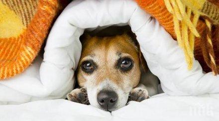 ново кмет забрани кучетата лаят