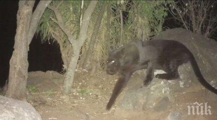 уникално заснеха два редки черни леопарда сред дивата природа