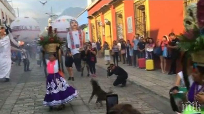 Бездомно куче открадна шоу по време на фестивал в Мексико